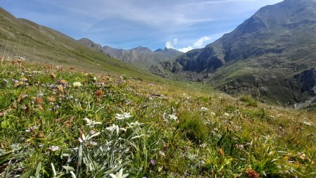 La montée commence, dans les edelweiss avec la tête Noire (3175) en fond