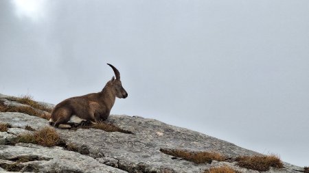 Mon ami. Mon animal-totem de ce jour. 