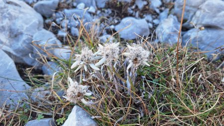 Première fois de ma vie que je vois des Edelweiss (euh, je dis pas des bêtises, là ?). Bon, j’ai un peu l’impression de faire une rencontre post mortem, mais c’est chouette aussi.