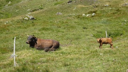 Vaches en bois