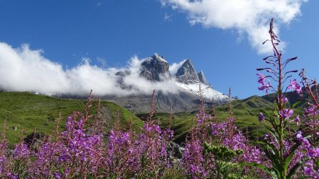 Epilobes et Aiguilles d’Arves.