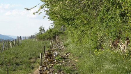 Le sentier en lisière de forêt.