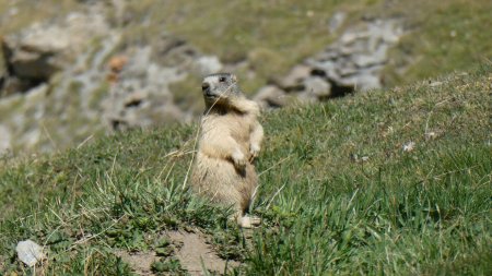 Dernières marmottes du week-end.