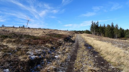 La forêt a été coupée, sera-t-elle replantée ?