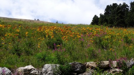 Etonnant champ de gaillardes qui ne sont pas des fleurs sauvages.