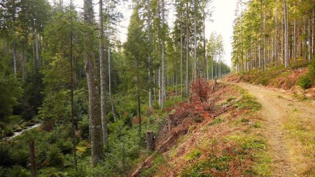 Chemin montant vers la Schwrzwaldvereinshütte.