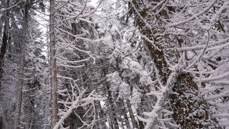 Ambiance hivernale dans la forêt du Belchen.