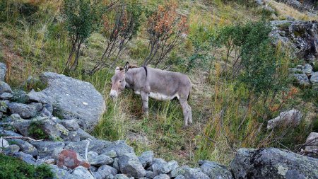 Près de la Savonne, âne et moutons.