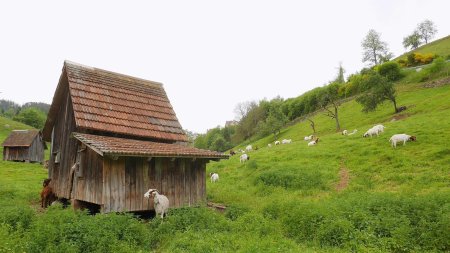 Ziegenpfad, sentier des biquettes.