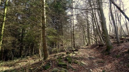 Dans le Bois des Reculées.