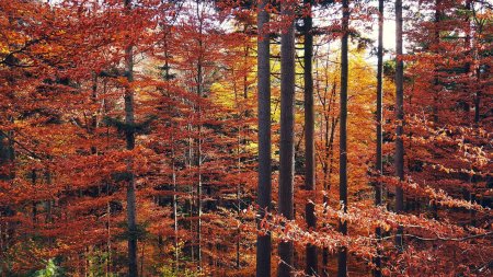 Ambiance en forêt.