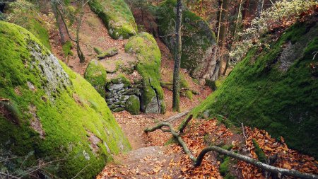 Descente sur le sentier de crête de Falkenfelsen.