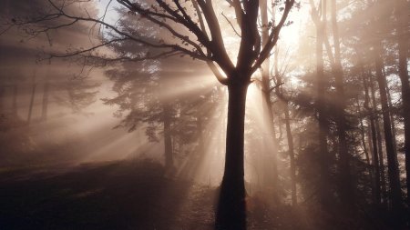 Jeu de lumière en forêt.