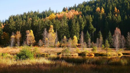 Buhlbachsee, tour du lac.