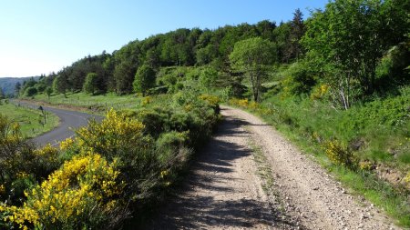 Départ de la piste forestière.