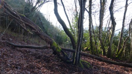 Le replat sentier droit devant