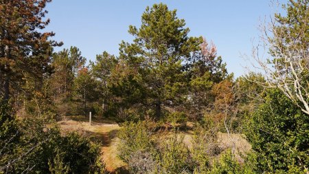 Traversée du plateau entre la combe de Fixin et la combe de Brochon.