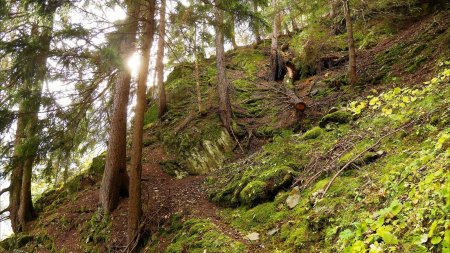 Montée en forêt.