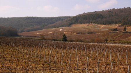 Dans les vignes, sur l’ancienne voie ferrée du Tacot.