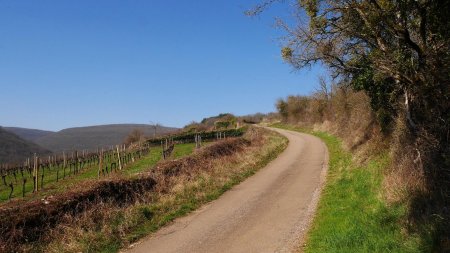 Piste viticole, dans le prolongement de la rue des Magniens.