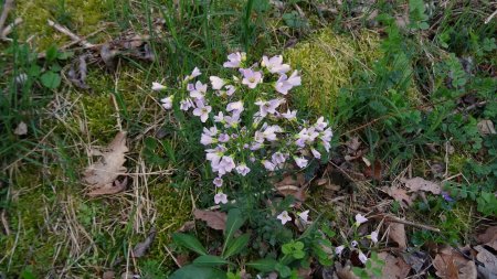 Cardamine des prés.