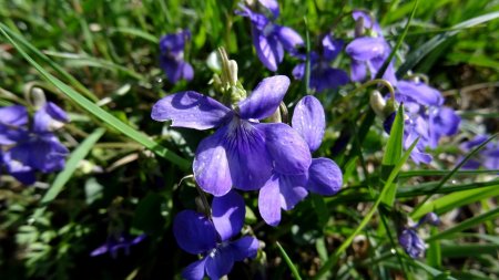 Violette des chiens.