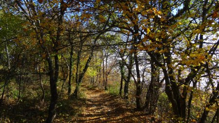 Forêt claire.