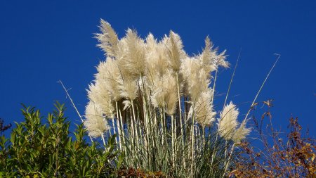 Dans un jardinet en arrivant au village.