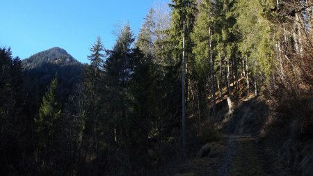 Piste forestière montante, après le point 837.