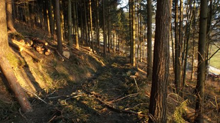 Ambiance coupe de bois, en toute fin de crête.