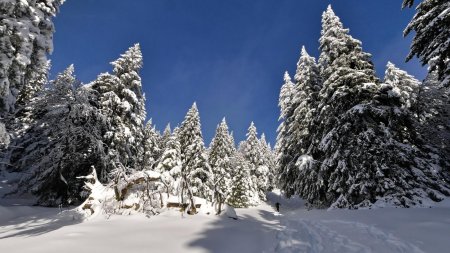 Montée dans la forêt...