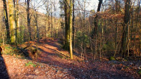 Départ du court sentier sur la droite du Wolfsschluchtweg.