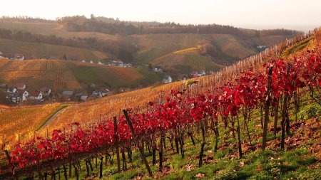 Traversée du vignoble.