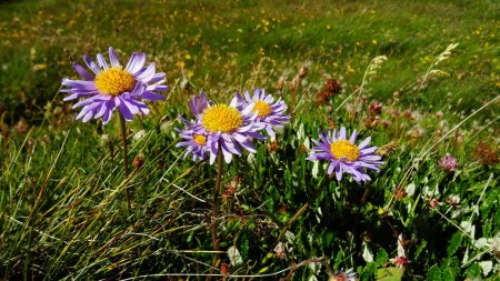 Asters.