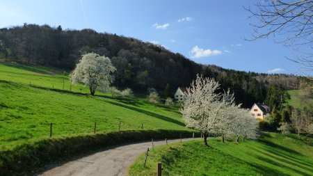 Regard arrière sur les arbres fleuris qui bordent le sentier Choé.