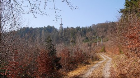 Sur le Weißaidenweg, la Fremersbergturm est en vue.