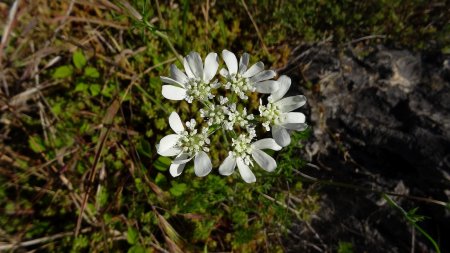 Orlaya grandiflora.