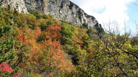 Forêt aux couleurs automnales.