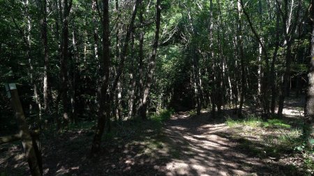 Intersection avec le Sentier du Lézard...