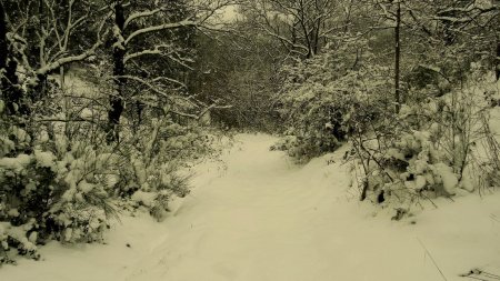 Descente plus raide et sans traces.