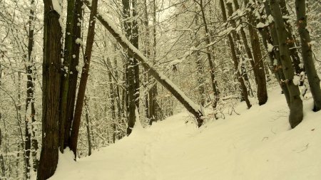 Dans les bois.