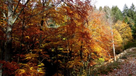 Sur la boucle du sentier de découverte.