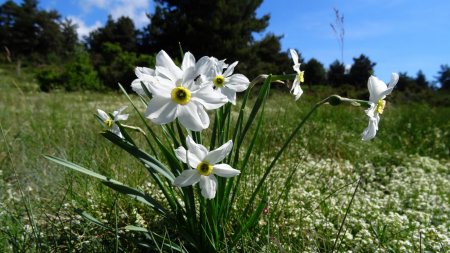 Narcisse des poètes.