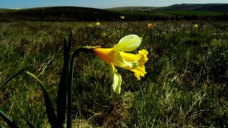 Narcisse jaune.