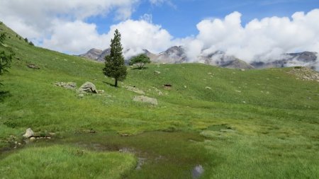 Petite zone de tourbière proche du lac