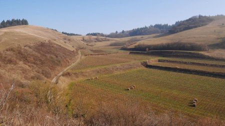 Vignes entre le Badberg et le Haselschacher Buck.