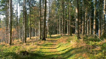 En forêt, avant l’arrivée à Latschigfelsen.