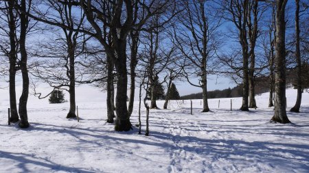 Du panneau «Parkplatz Kaiberloch», on traverse cette bande boisée pour continuer plein ouest.