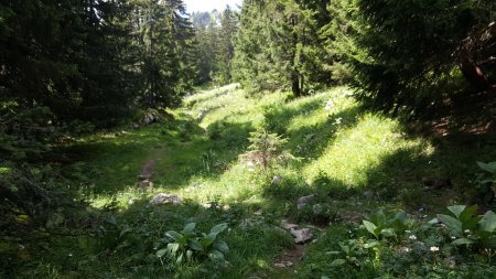 Sentier boisé