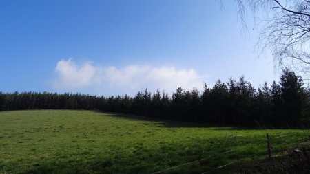 Plantation de cèdres.